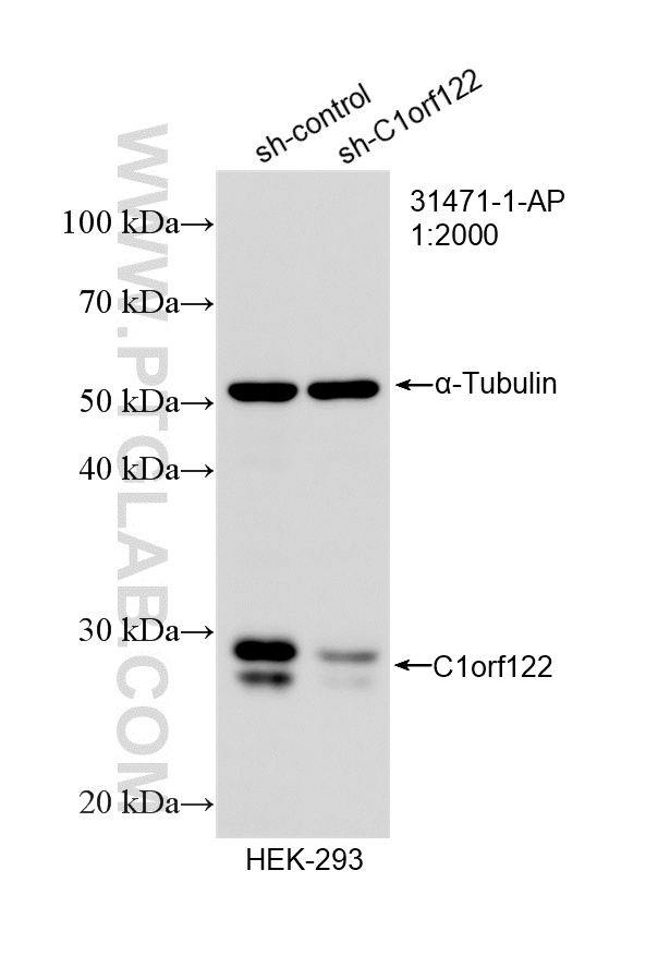 WB analysis of HEK-293 using 31471-1-AP WB analysis of HEK-293 using 31471-1-AP