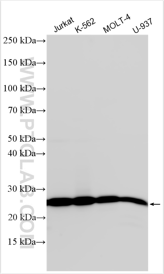 Various lysates were subjected to SDS PAGE followed by western blot with 31578-1-AP (C1orf123 antibody) at dilution of 1:10000 incubated at room temperature for 1.5 hours. WB analysis using 31578-1-AP