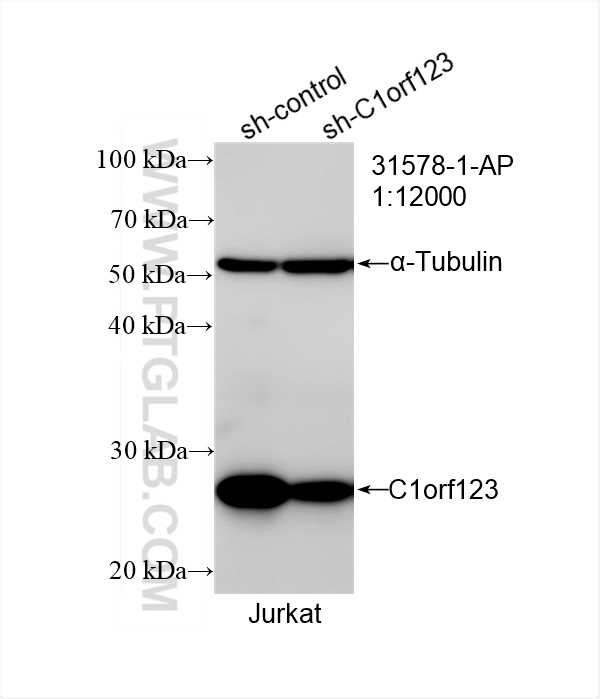 WB result of C1orf123 antibody (31578-1-AP; 1:12000; incubated at room temperature for 1.5 hours) with sh-Control and sh-C1orf123 transfected Jurkat cells. WB analysis of Jurkat using 31578-1-AP