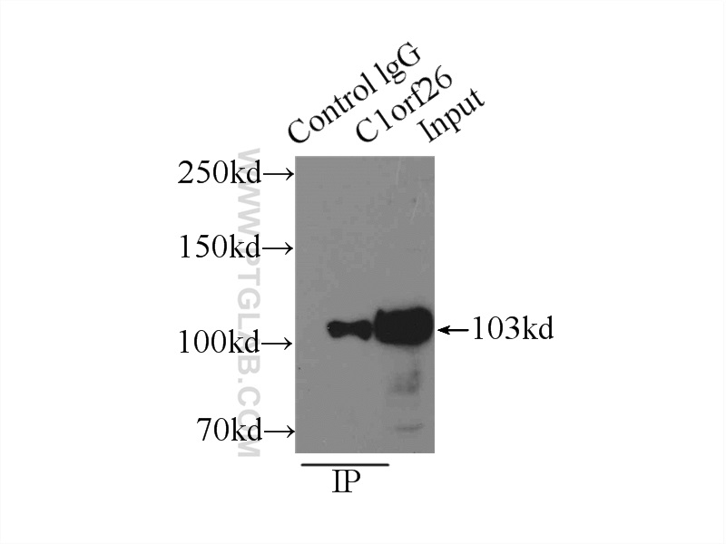 C1orf26