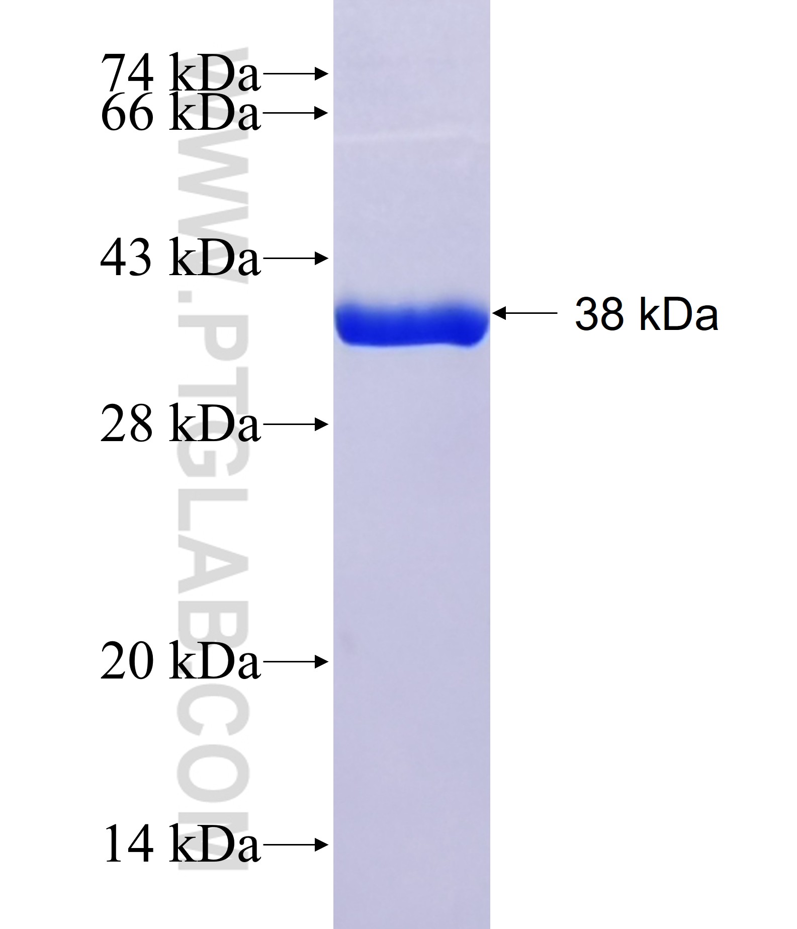 C1orf55 fusion protein Ag41112 SDS-PAGE