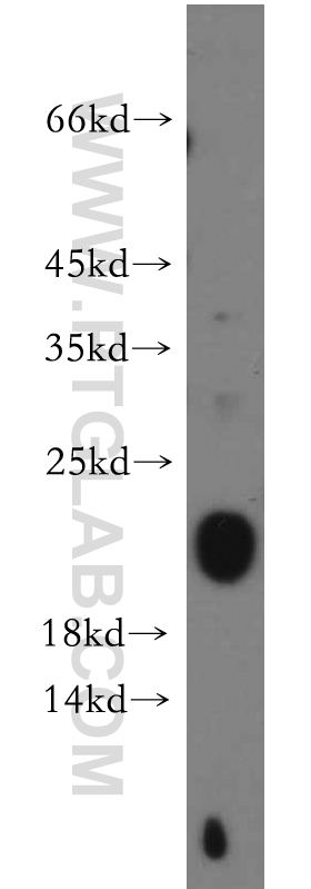 WB analysis of A549 using 21463-1-AP