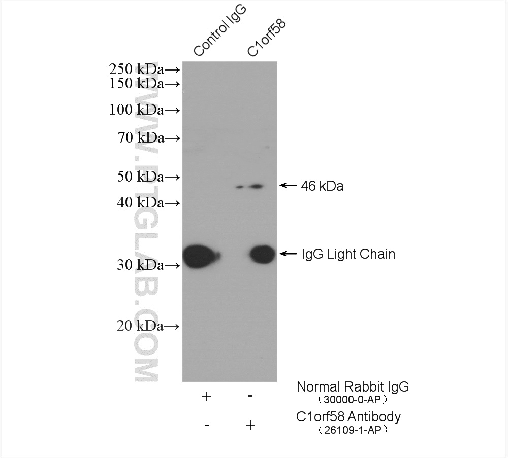 IP experiment of HepG2 using 26109-1-AP