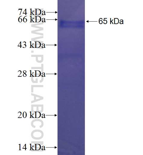 C1orf71 fusion protein Ag23732 SDS-PAGE