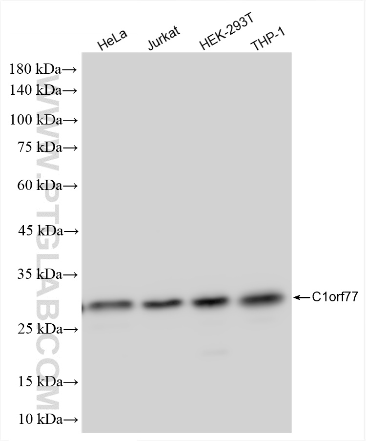 WB analysis using 85147-3-RR (same clone as 85147-3-PBS)