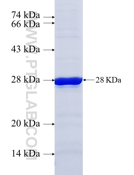 C1orf88 fusion protein Ag23174 SDS-PAGE