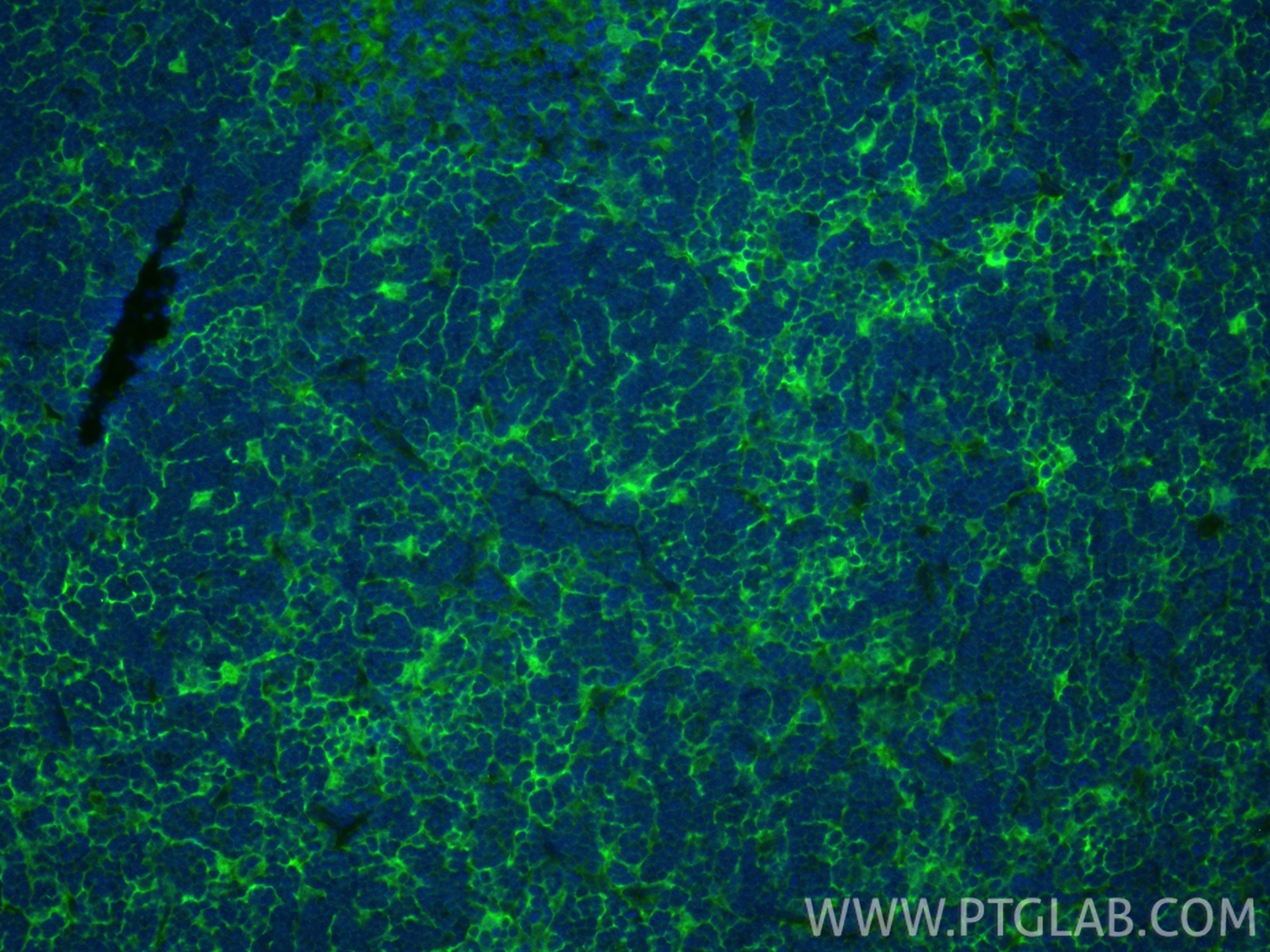 IF Staining of mouse thymus using 26304-1-AP