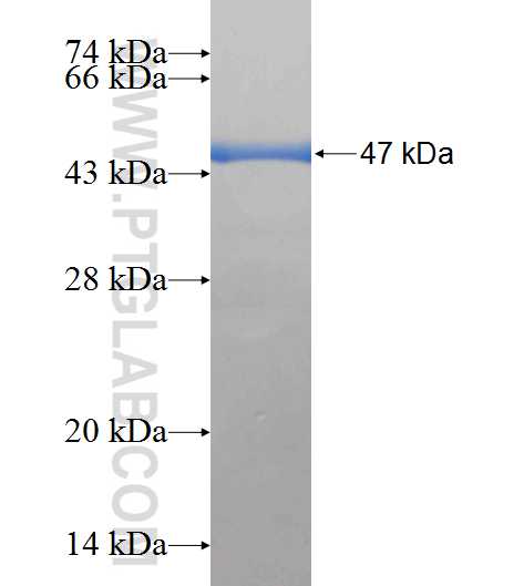 C1orf93 fusion protein Ag23669 SDS-PAGE