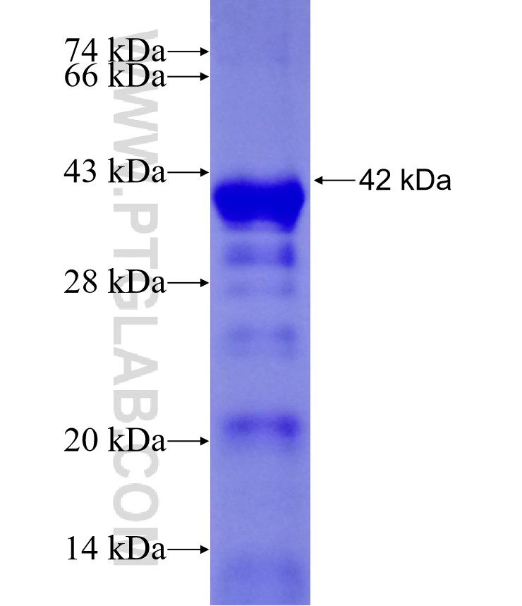 C1orf96 fusion protein Ag23785 SDS-PAGE