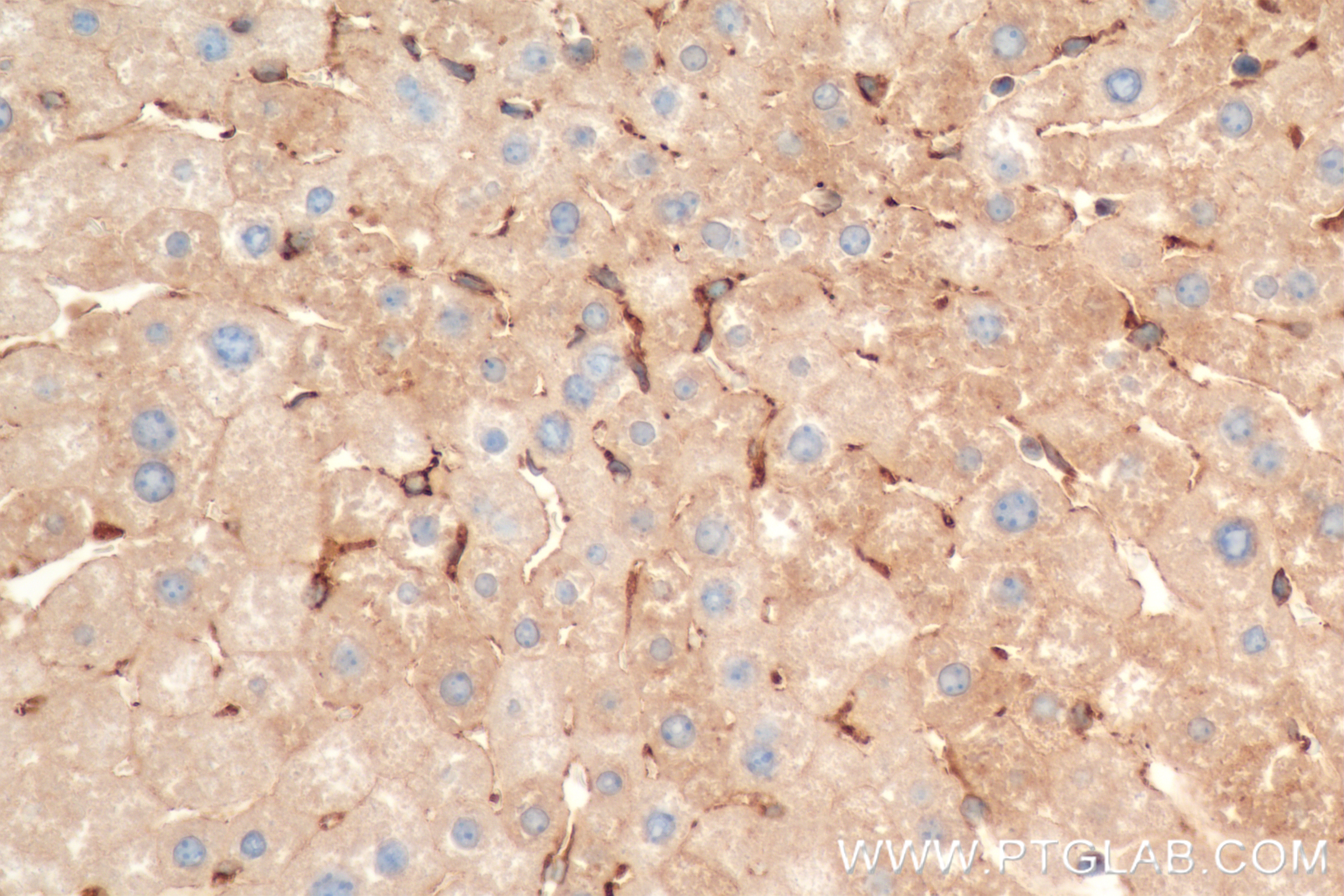 IHC staining of mouse liver using 85029-4-RR