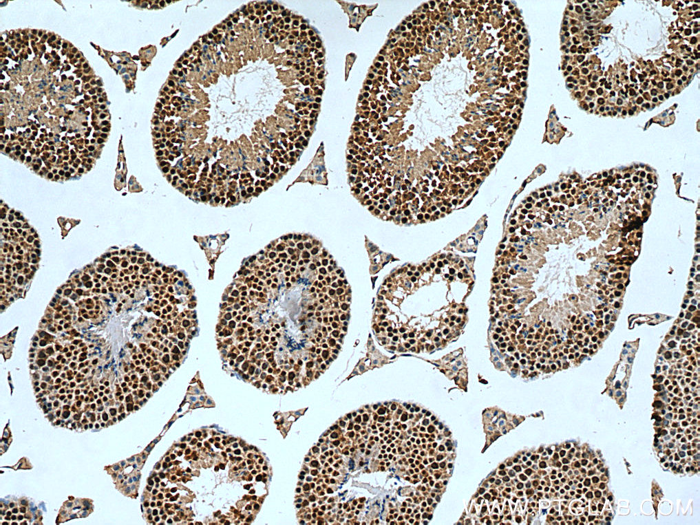 Immunohistochemical analysis of paraffin-embedded mouse testis tissue slide using 24479-1-AP (GID8 antibody) at dilution of 1:2000 (under 10x lens). Heat mediated antigen retrieval with Tris-EDTA buffer (pH 9.0). IHC staining of mouse testis using 24479-1-AP
