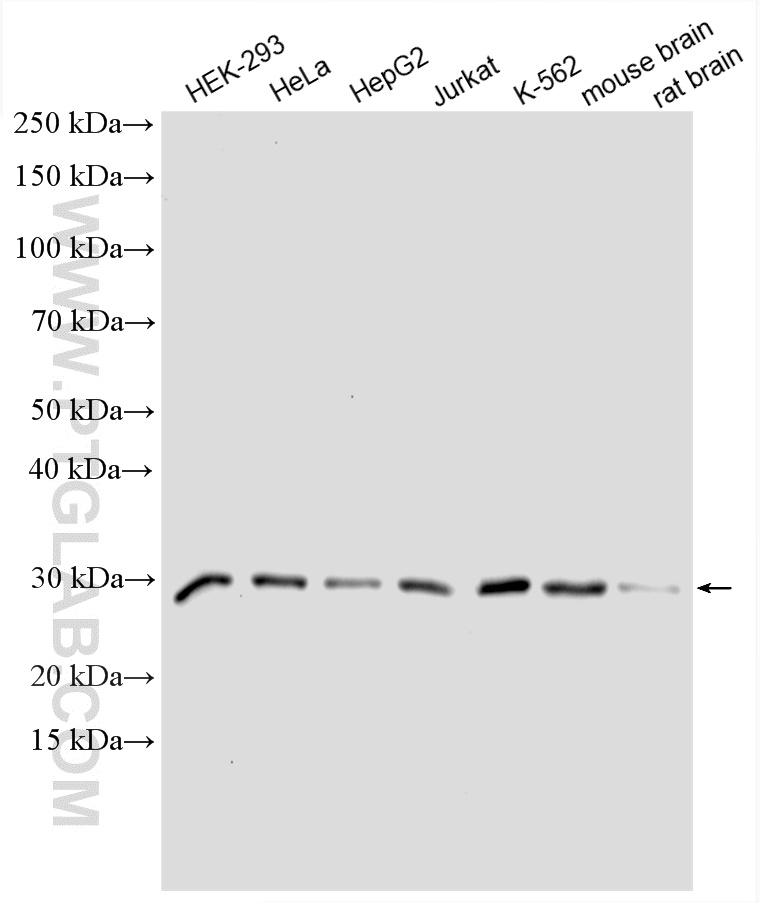 Various lysates were subjected to SDS PAGE followed by western blot with 24479-1-AP (GID8 antibody) at dilution of 1:1000 incubated at room temperature for 1.5 hours. WB analysis using 24479-1-AP