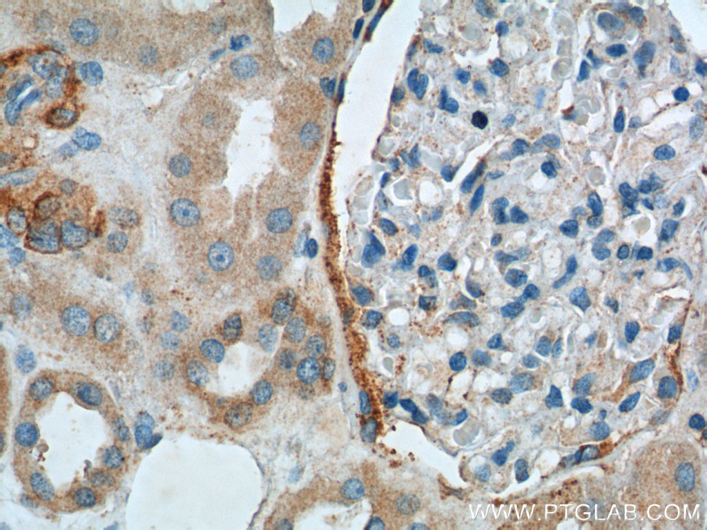 IHC staining of human kidney using 25953-1-AP