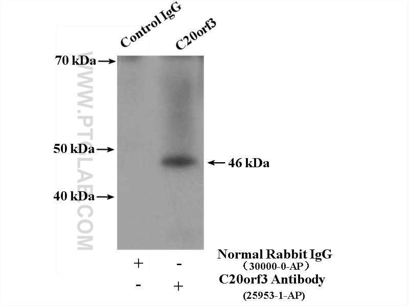 IP experiment of mouse liver using 25953-1-AP