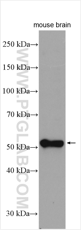 WB analysis of mouse brain using 25626-1-AP