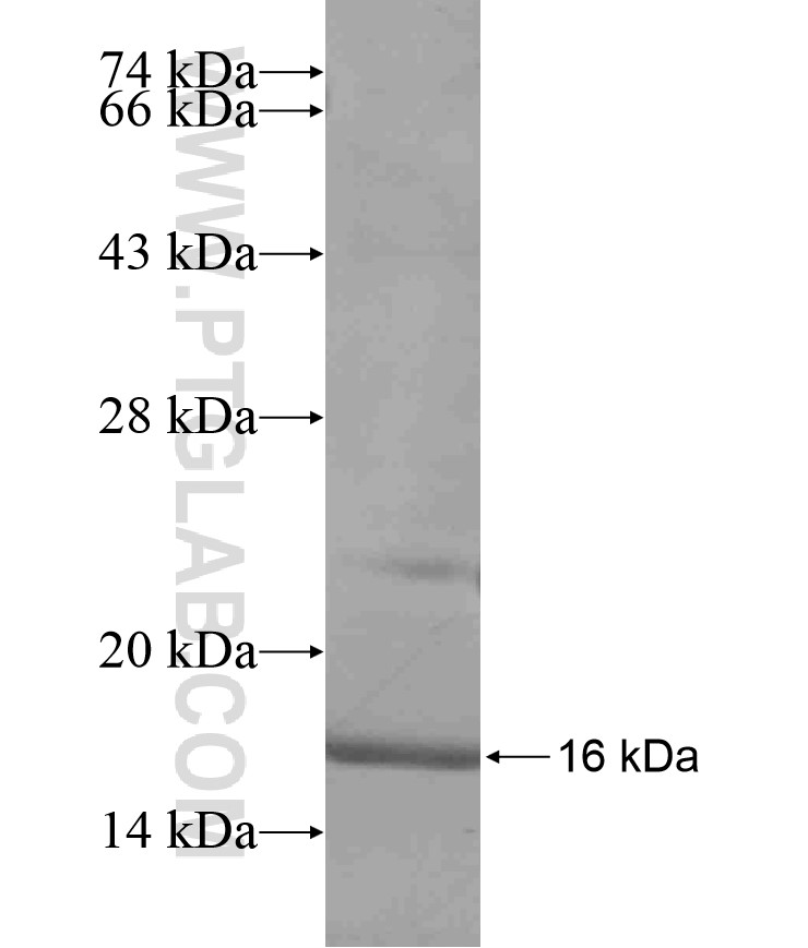 C21orf34 fusion protein Ag17434 SDS-PAGE C21orf34 fusion protein Ag17434 SDS-PAGE