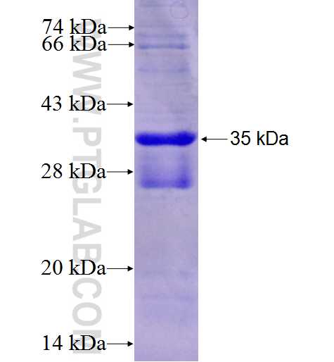 C21orf70 fusion protein Ag24033 SDS-PAGE