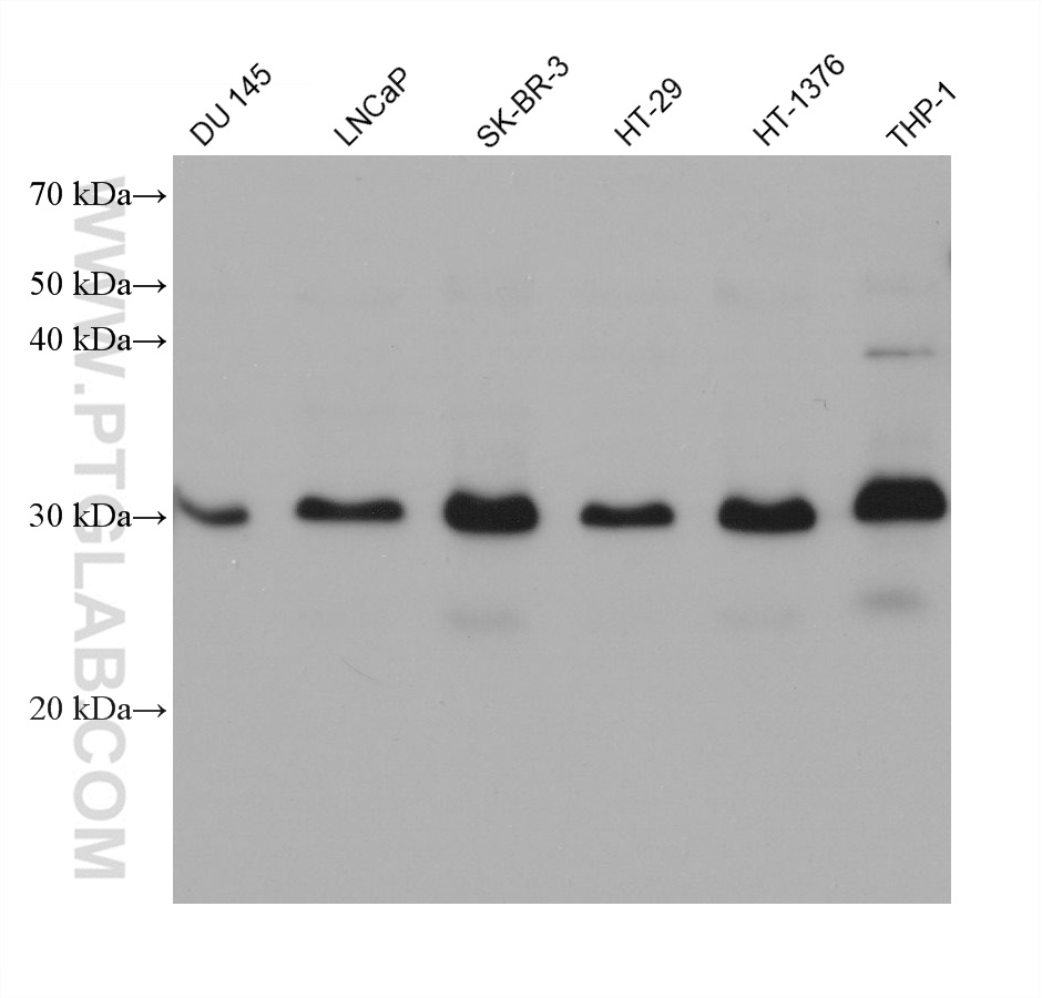 WB analysis using 68625-1-Ig (same clone as 68625-1-PBS)