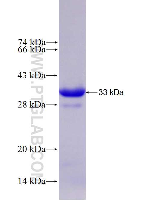 C22orf25 fusion protein Ag27127 SDS-PAGE