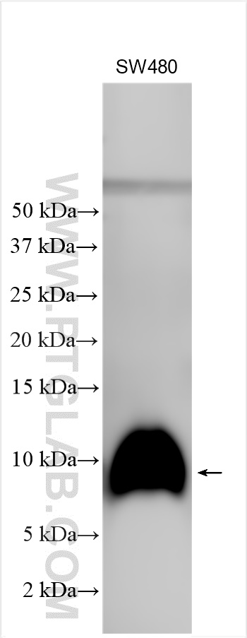 WB analysis using 29313-1-AP
