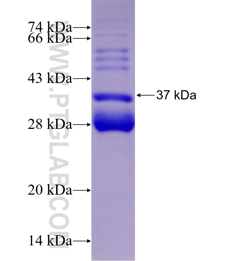 C22orf32 fusion protein Ag29162 SDS-PAGE