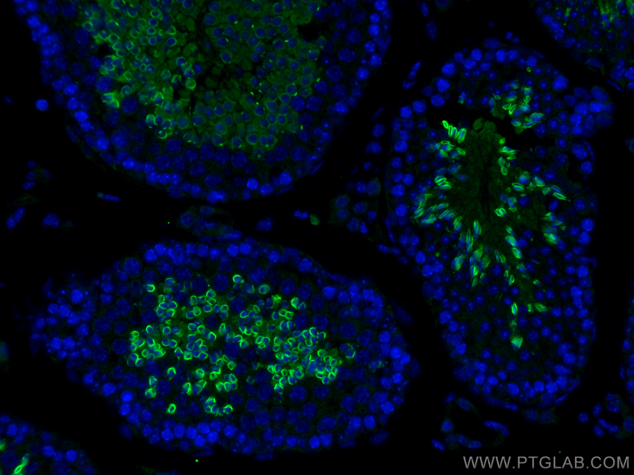 IF Staining of mouse testis using 26577-1-AP