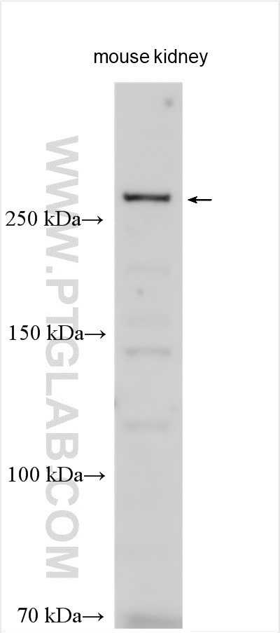WB analysis using 30541-1-AP