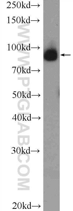 WB analysis of PC-3 using 26029-1-AP