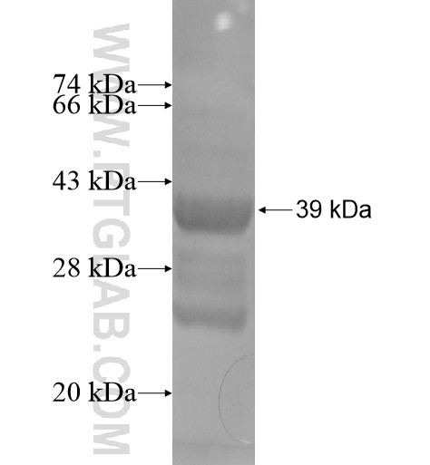 C2orf40 fusion protein Ag14078 SDS-PAGE