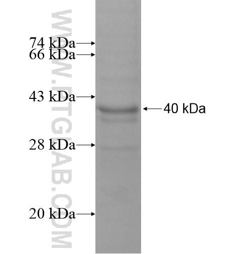 C2orf42 fusion protein Ag14328 SDS-PAGE C2orf42 fusion protein Ag14328 SDS-PAGE