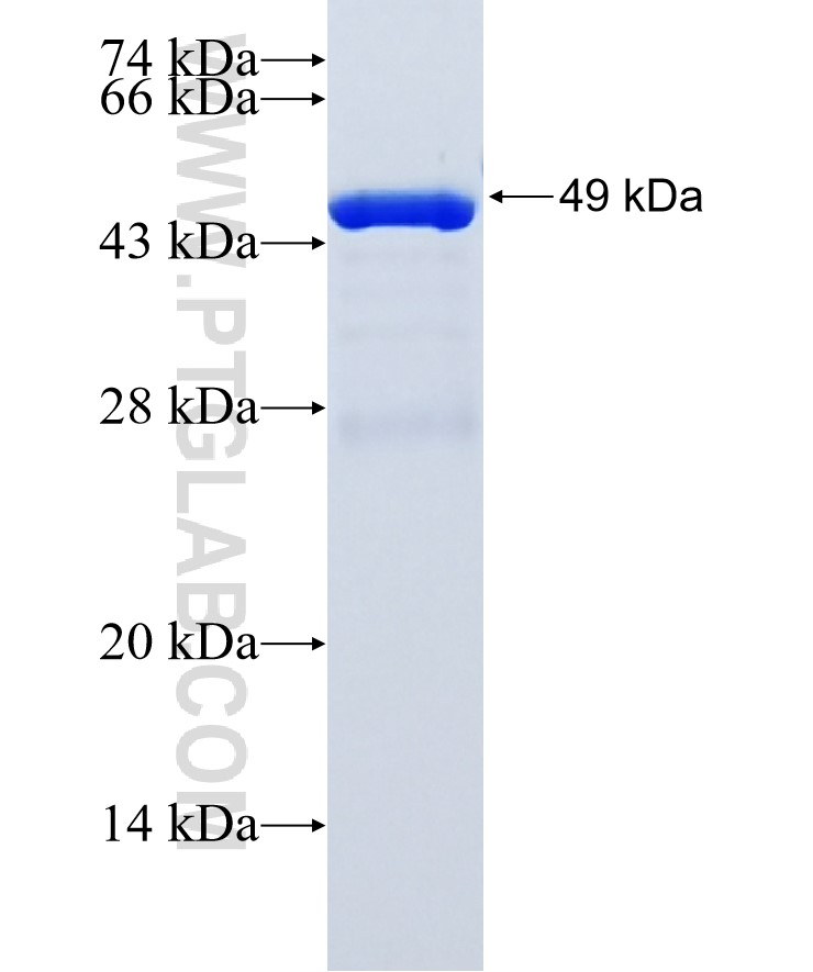 C2orf43 fusion protein Ag36372 SDS-PAGE