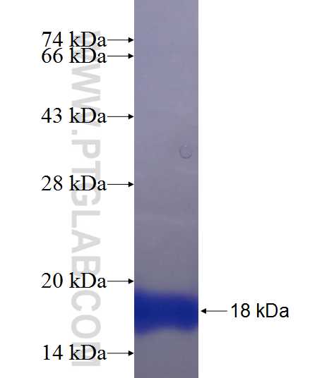 C2orf44 fusion protein Ag23479 SDS-PAGE