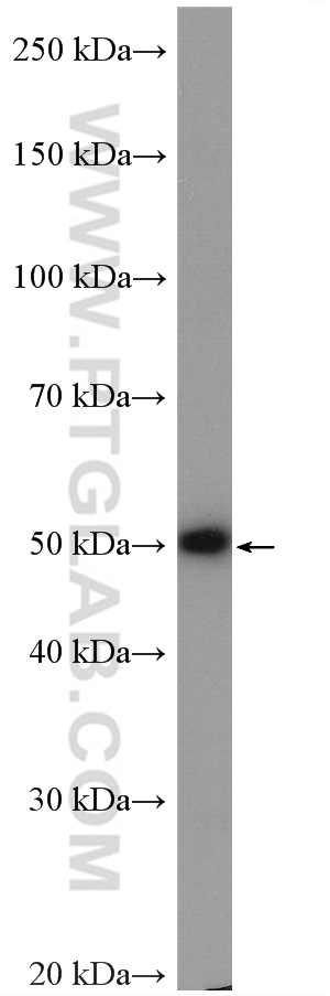 C2orf56