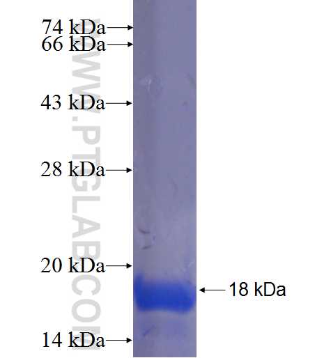 C2orf60 fusion protein Ag23452 SDS-PAGE