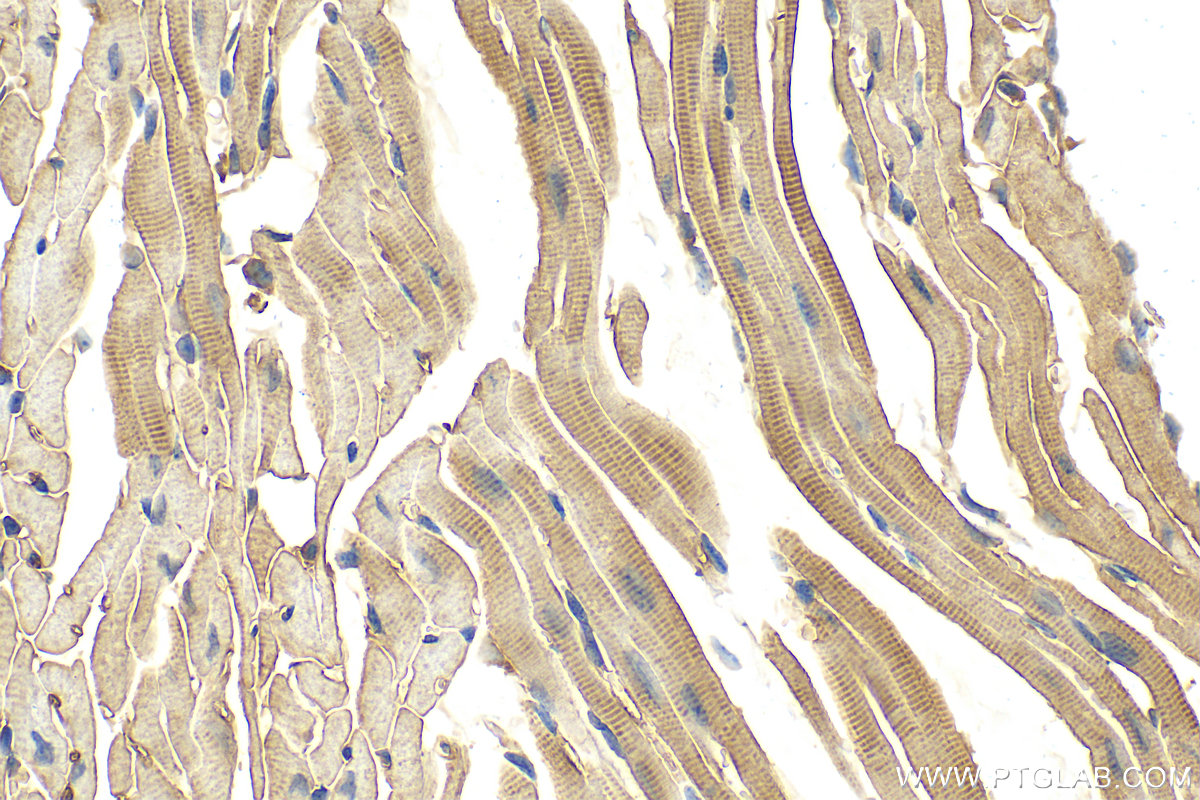IHC staining of mouse heart using 24751-1-AP (same clone as 24751-1-PBS)