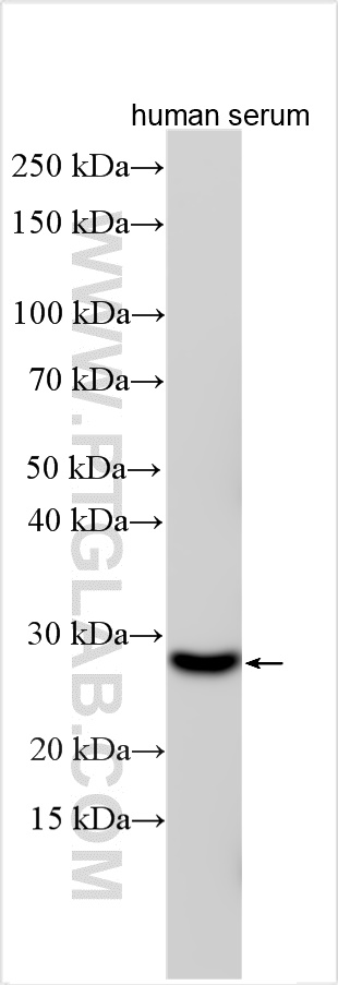 WB analysis using 20616-1-AP