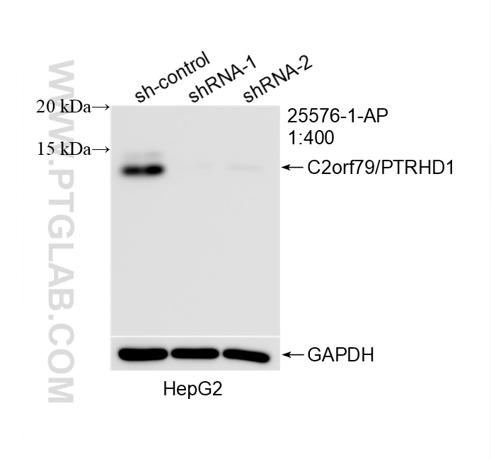WB analysis of HepG2 using 25576-1-AP WB analysis of HepG2 using 25576-1-AP