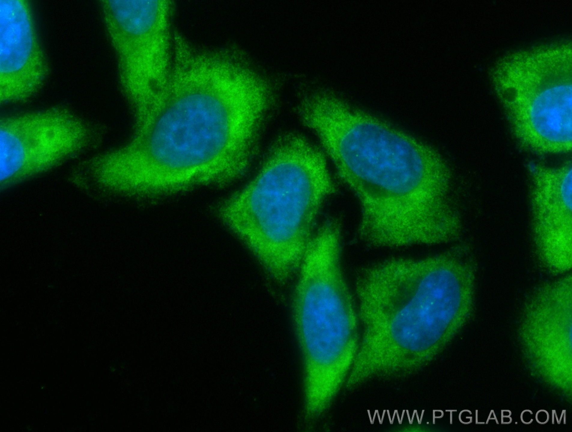 IF Staining of HepG2 using CL488-21337