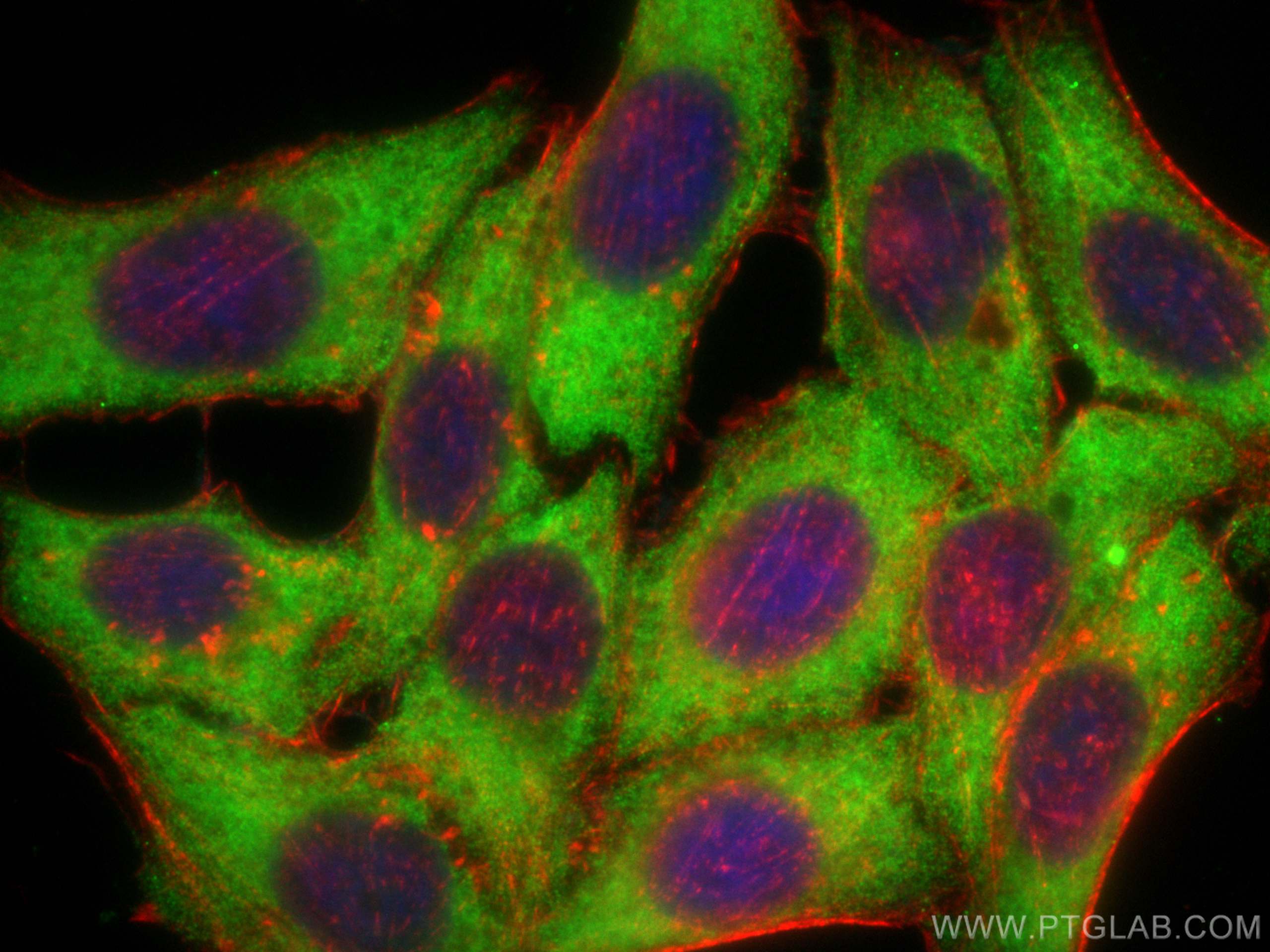 IF Staining of HepG2 using CL488-66157