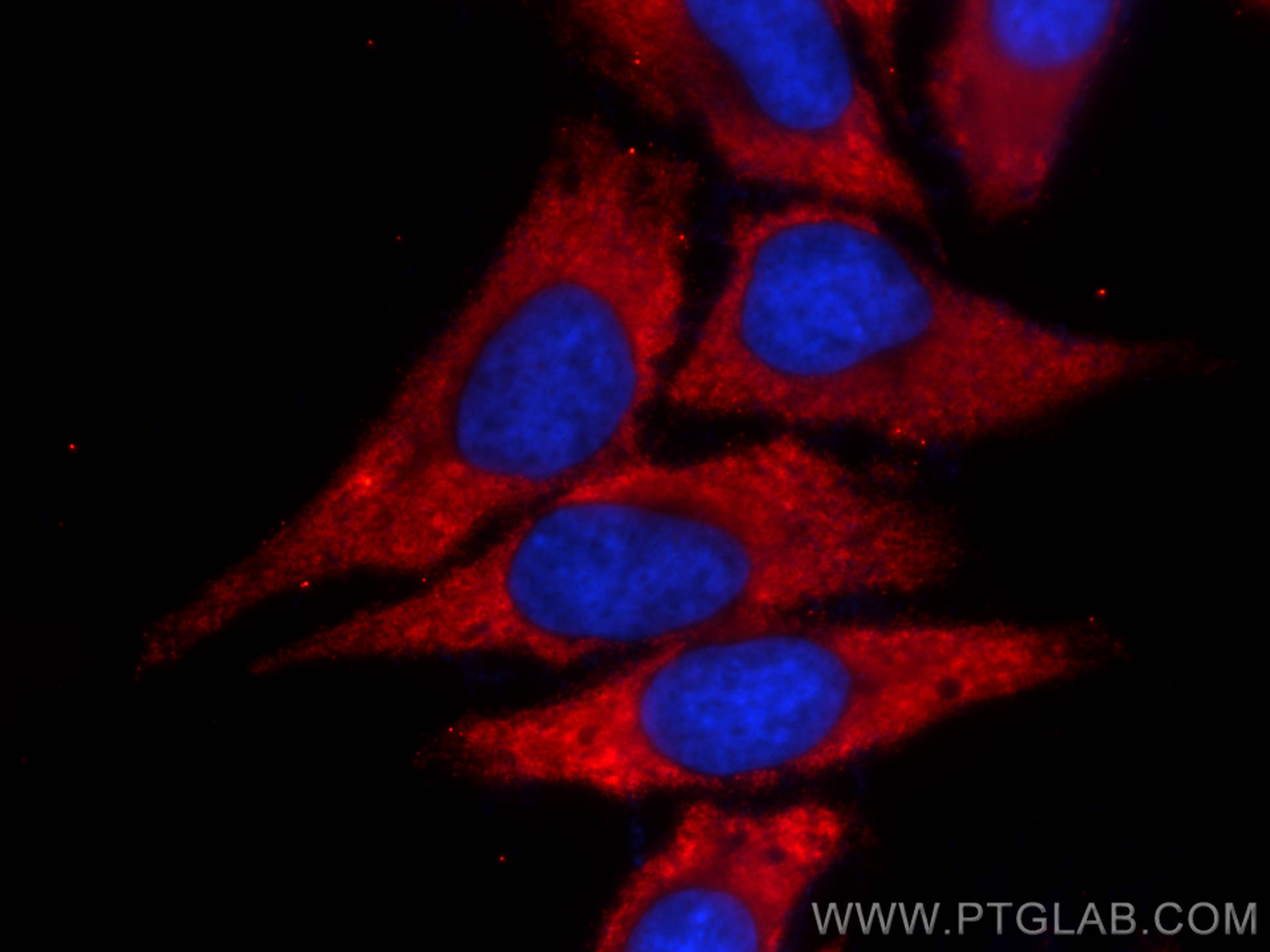 IF Staining of HepG2 using CL594-66157