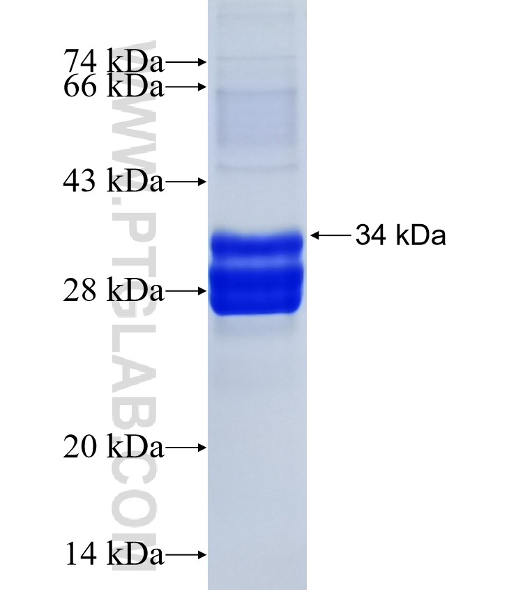 C3 fusion protein Ag25612 SDS-PAGE