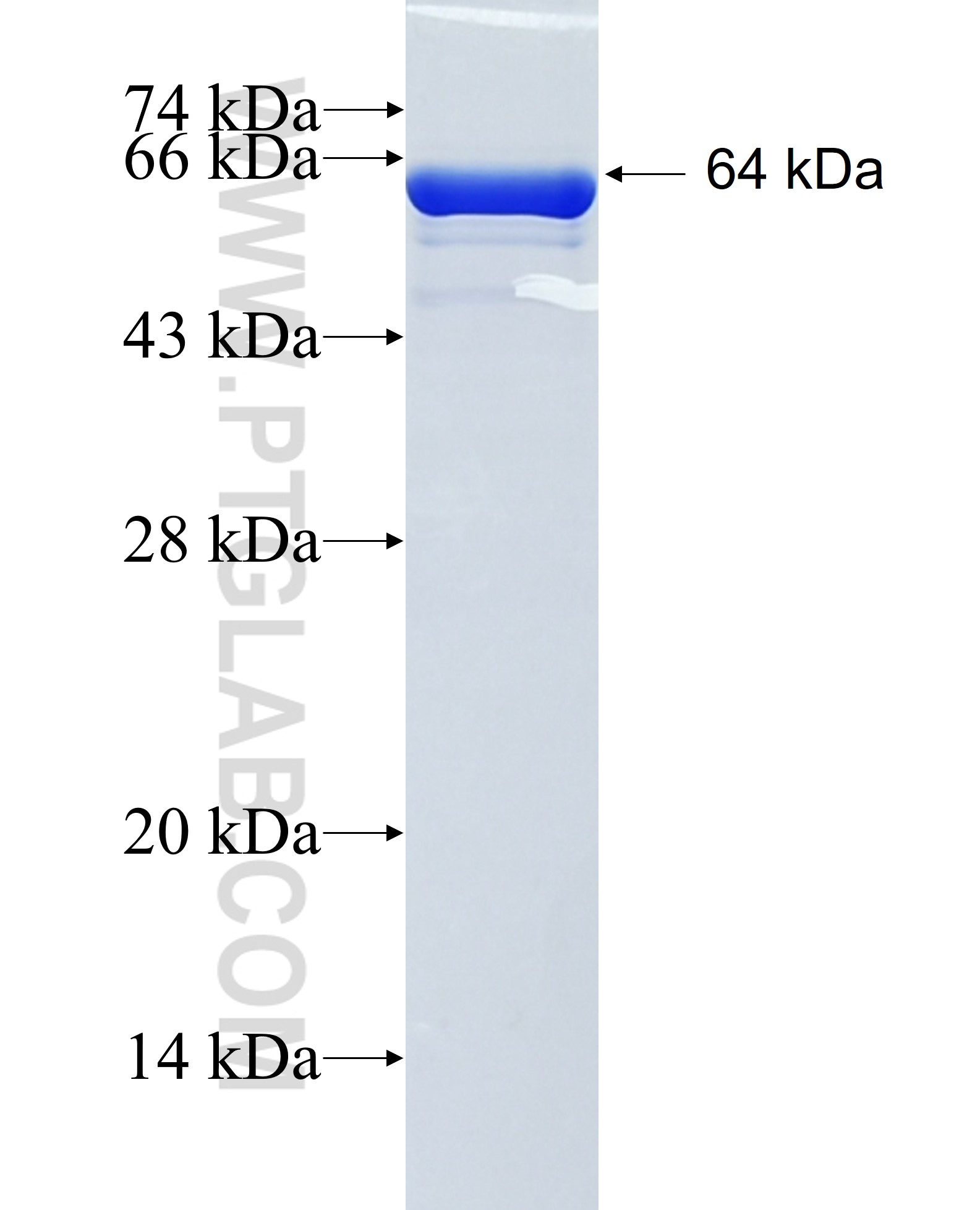 C3 fusion protein Ag15537 SDS-PAGE