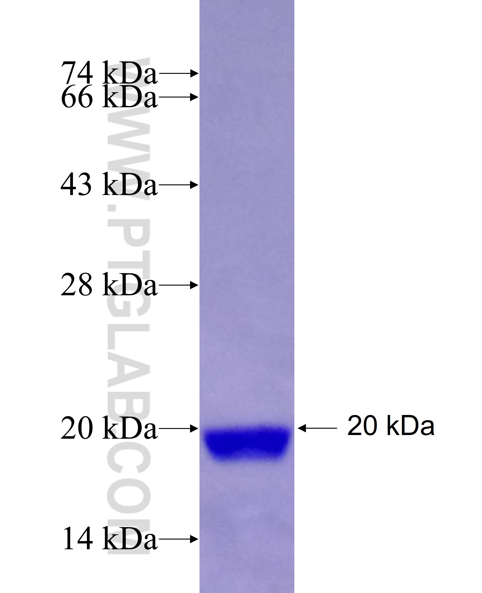 C3orf14 fusion protein Ag29169 SDS-PAGE