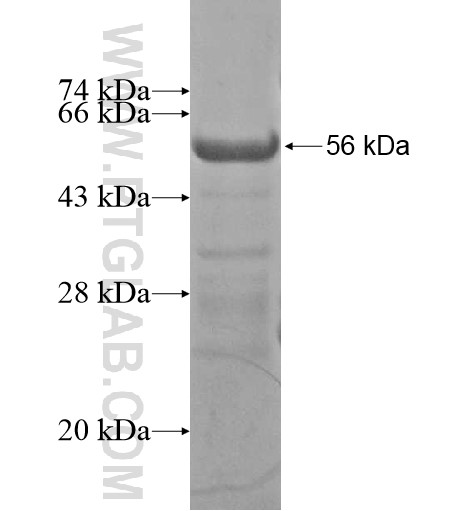 C3orf20 fusion protein Ag15444 SDS-PAGE C3orf20 fusion protein Ag15444 SDS-PAGE