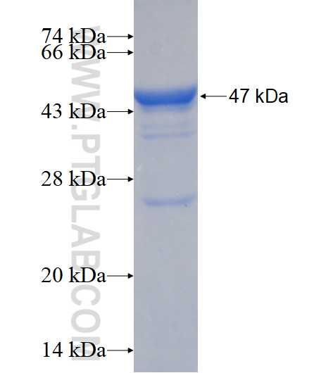 C3orf23 fusion protein Ag16926 SDS-PAGE C3orf23 fusion protein Ag16926 SDS-PAGE