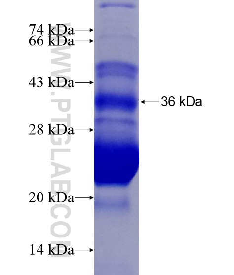 C3orf36 fusion protein Ag19725 SDS-PAGE C3orf36 fusion protein Ag19725 SDS-PAGE