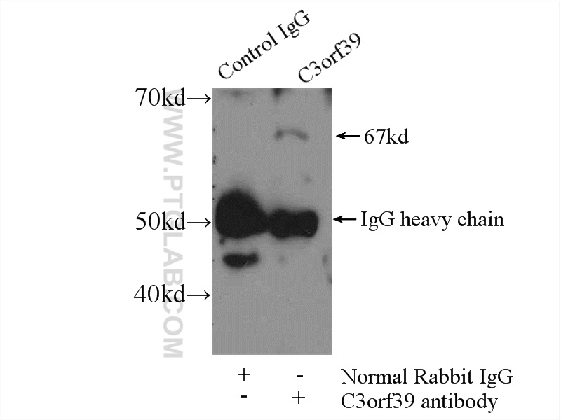 IP experiment of mouse skeletal muscle using 25575-1-AP