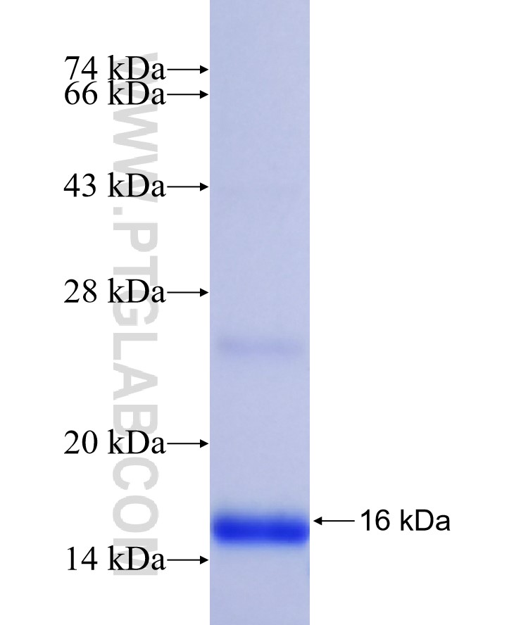 C3orf57 fusion protein Ag38122 SDS-PAGE