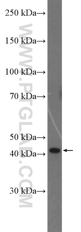 WB analysis of HEK-293 using 27145-1-AP