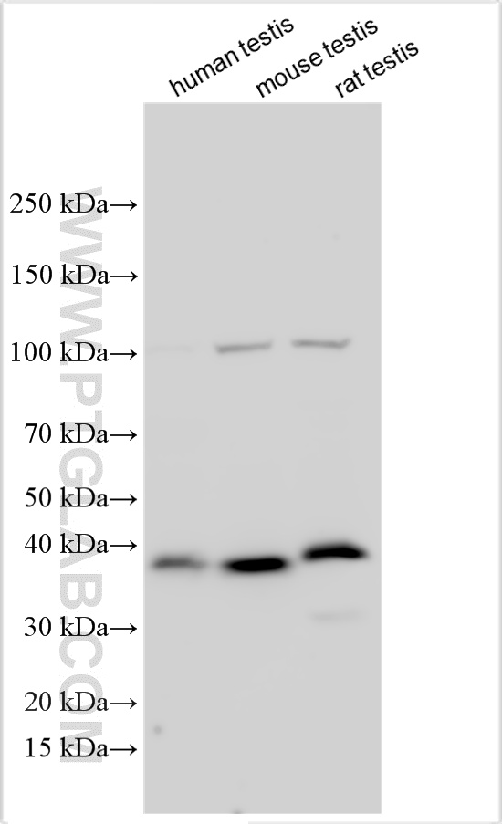 WB analysis using 32718-1-AP (same clone as 32718-1-PBS)
